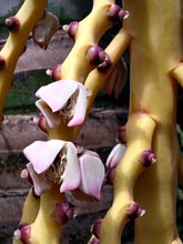 數量眾多的雄蕊是山檳榔雄花與檳榔的區別之一。