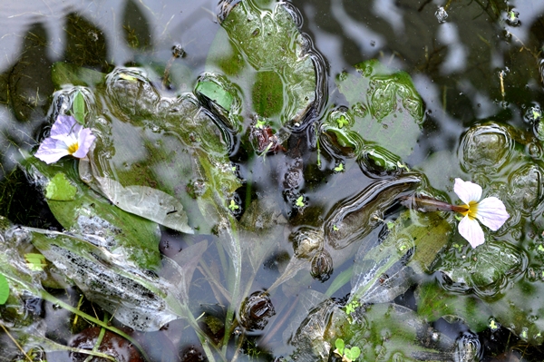 水車前屬於沉水性植物，整個植物體沉入水中