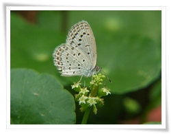 野天胡荽雖然花朵細小，卻依然能夠吸引小灰蝶前來拜訪（徐家全攝）