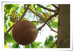 砲彈樹的果實是典型的幹生花