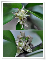 琉球黃楊花簇生，同一個花序中雄花在下方，雌花在上，往往雄花凋落後雌花才開。上圖為雄花，下圖花序中央部份為雌花