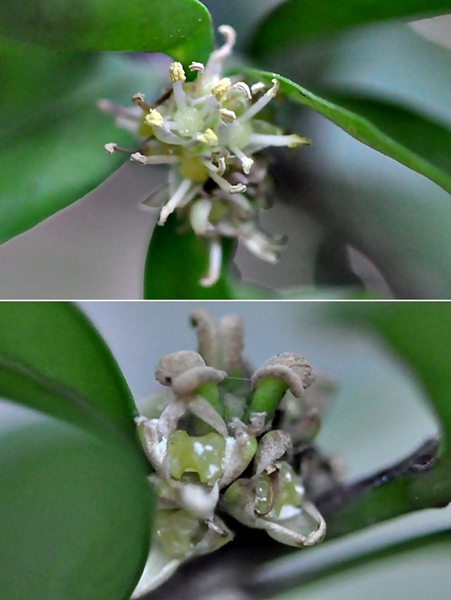 琉球黃楊花簇生，同一個花序中雄花在下方，雌花在上，往往雄花凋落後雌花才開。上圖為雄花，下圖花序中央部份為雌花