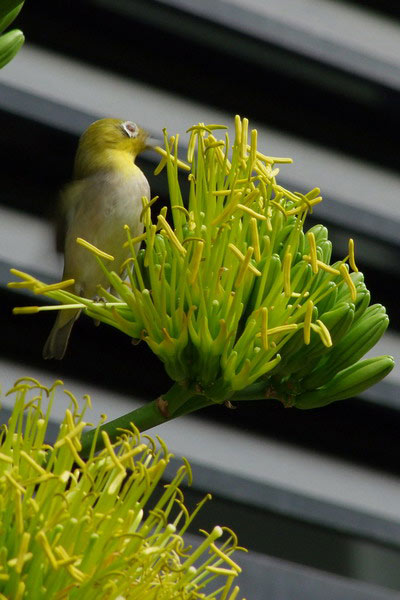 圖1:黃邊龍舌蘭的花朵傲然地向上開放，像是要維持住最後的輝煌
