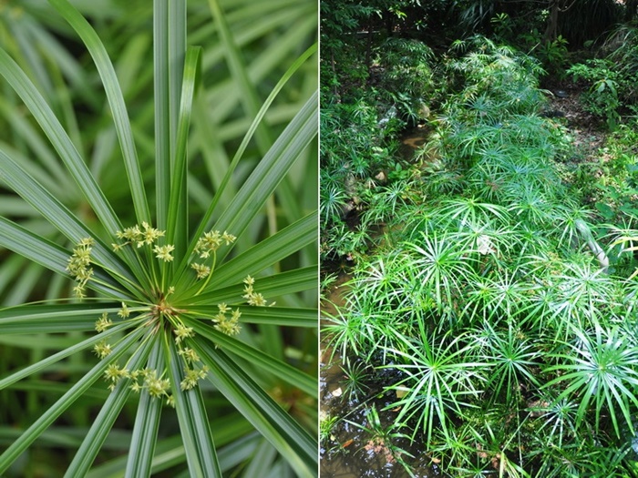 圖2:植物園海岸林區水道兩旁栽植的輪傘莎草，葉狀苞片中已有花序長出