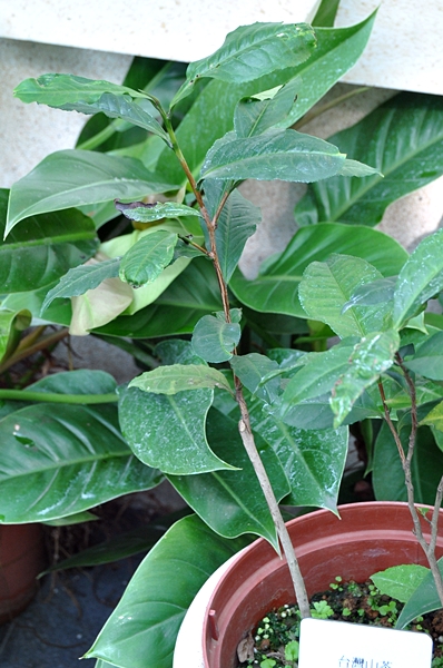 植物園特展室中展示的臺灣山茶植株