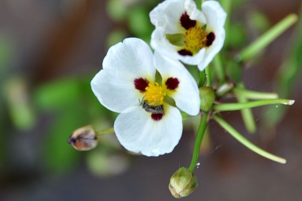 爆米花慈菇花形大而顯明