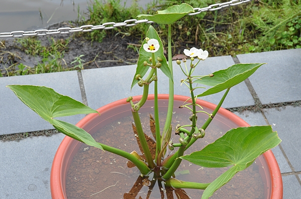 本館植物園水生植物特展展示的爆米花慈菇