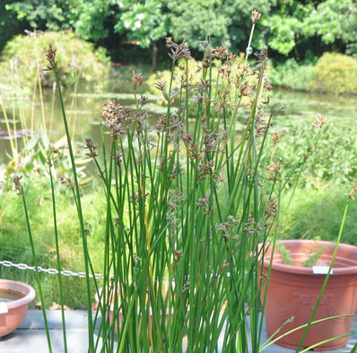 植物園水生植物特展展出的大甲藺