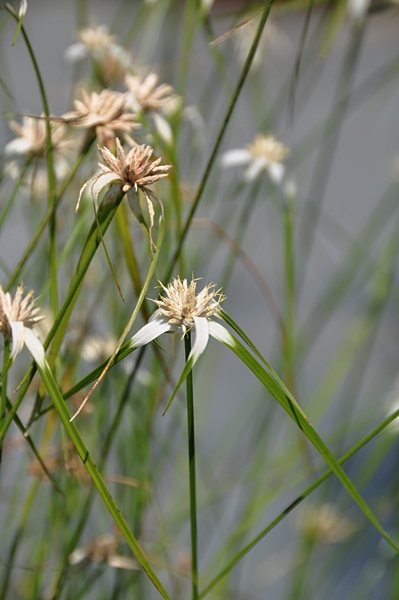 白鷺莞的花序如星芒般綻放，為它博得「希望之光」的別名