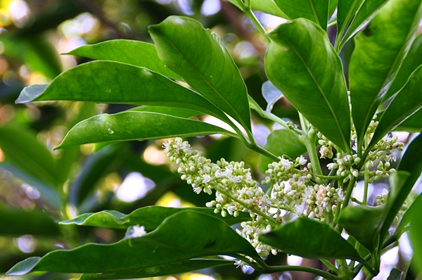 山茶花暨原生茶花特展中所展示的恆春山茶