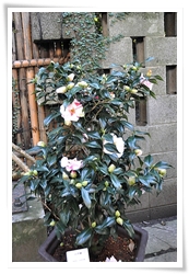 假江戶錦是樹性直立的茶花品種