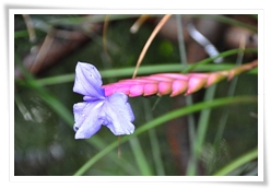長苞空氣鳳梨的花瓣淺紫色，桃紅色部份是苞片
