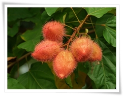 外觀與顏色皆特別的果實是胭脂樹最吸引人們的地方