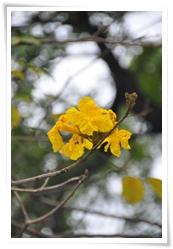 黃花風鈴木的花呈鐘形，顏色光彩奪目