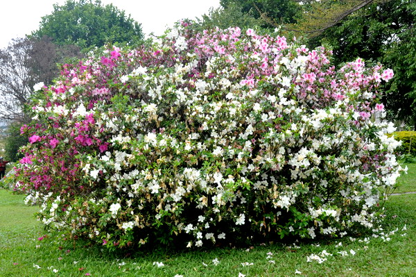 科博館庭園大草坪周邊的豔紫杜鵑現在正值盛花