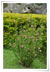南非葵（玉玲瓏）以花開不斷的繽紛妝點屬於春日的浪漫