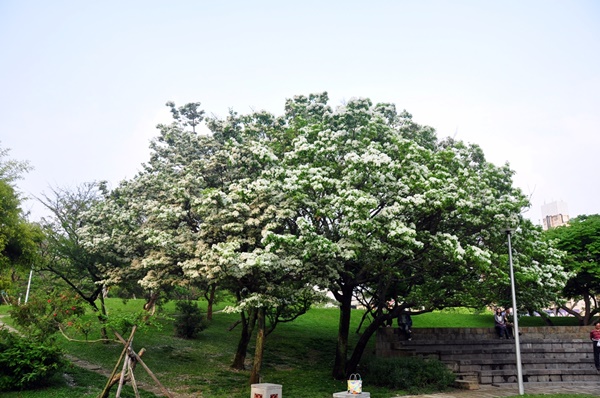 科博館庭園DNA廣場旁盛開的流蘇