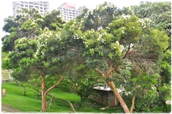 種植在DNA廣場邊的澳洲茶樹