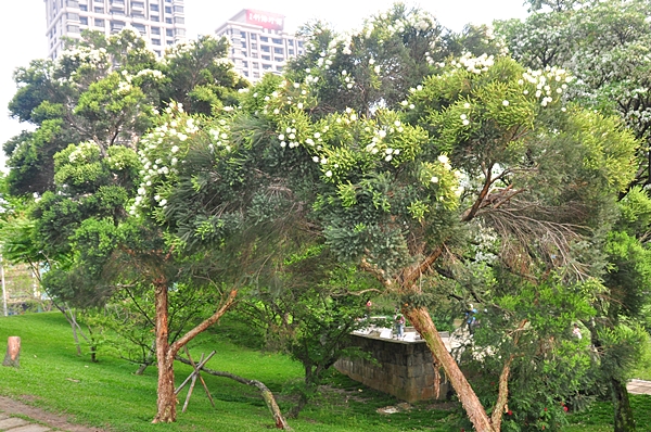 種植在DNA廣場邊的澳洲茶樹