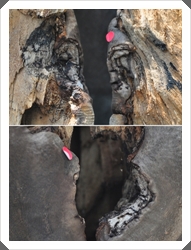 從洞口的癒合痕跡可以看出，五色鳥作巢時這棵樟樹並未死亡
