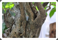 樹木只要保留住隆樹根連接到樹幹的樹皮作吸水線就可以維持生機