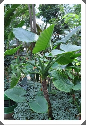 植物園熱帶雨林溫室中栽培的姑婆芋