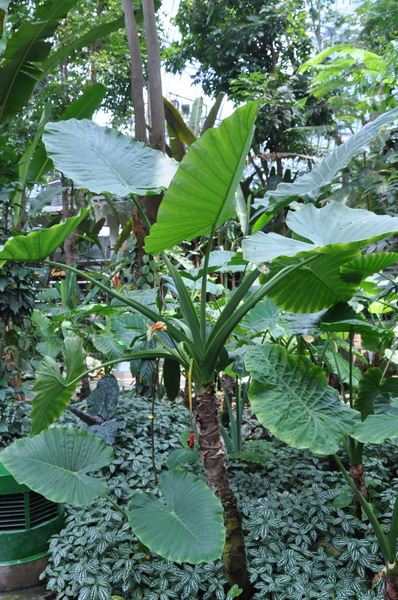 植物園熱帶雨林溫室中栽培的姑婆芋