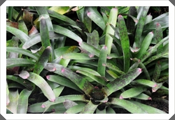 熱帶雨林溫室中栽種的五彩鳳梨屬植物