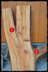 化腐朽為神奇－樹木的身體語言特展中所展示的肖楠樹幹縱切面，標示1的地方為V字形枝，標示2的地方為U字形枝