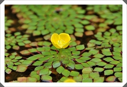 從花朵構造很容易就可以看出黃花菱是水丁香屬植物