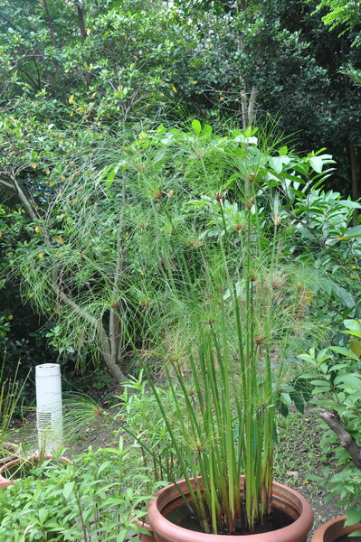 高大挺拔的紙莎草植株