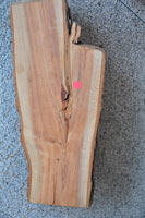 瓶刷子樹的莖幹縱切面，紅點處可以看見明顯的夾皮現象。