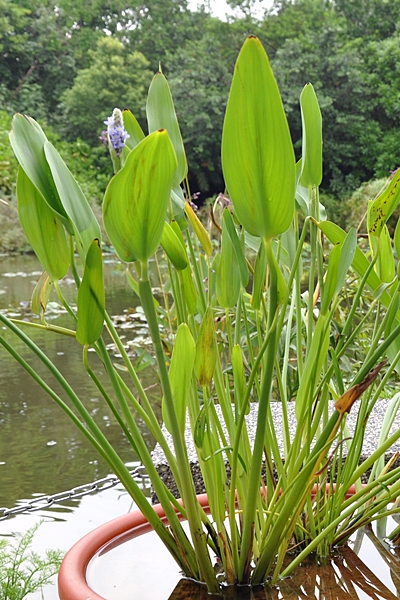 植物園展出的琉璃燭