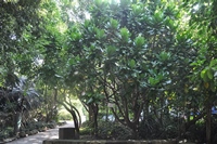 植物園海岸林區的棋盤腳樹