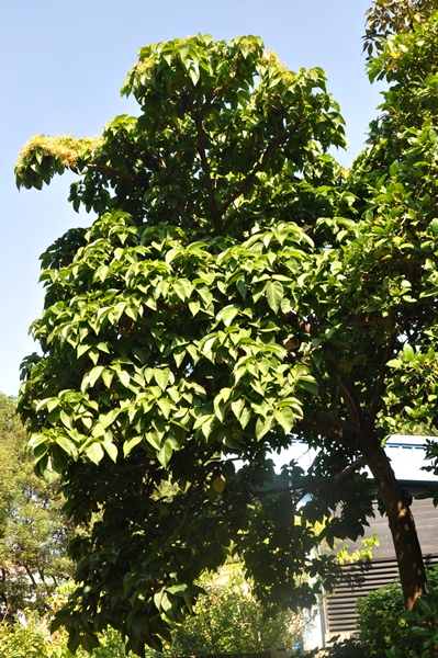 生長在植物園蘭嶼區的蘭嶼蘋婆