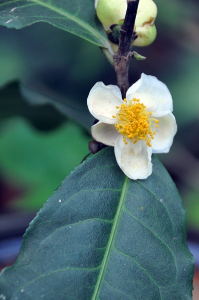 圖一：清新可人的紅玉（臺茶18號）花朵。