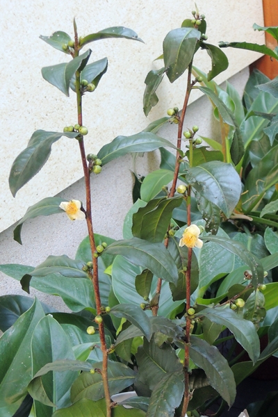 植物園特展室展出的緬甸種阿薩姆茶 植物園特展室展出的緬甸種阿薩姆茶