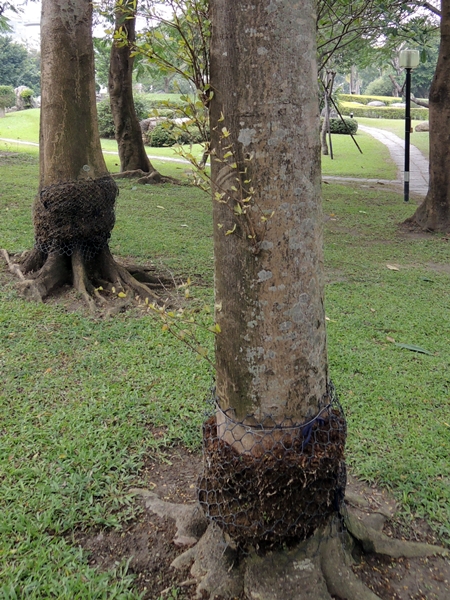 圖二：以水苔包覆後開始生根的接口