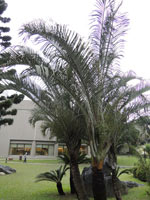 圖二：本館庭園外栽種的三角椰子