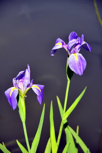 圖一：日本鳶尾花瓣較花菖蒲尖銳