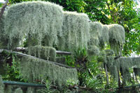 圖一：植物園熱帶雨林溫室中壯觀的松蘿鳳梨瀑布