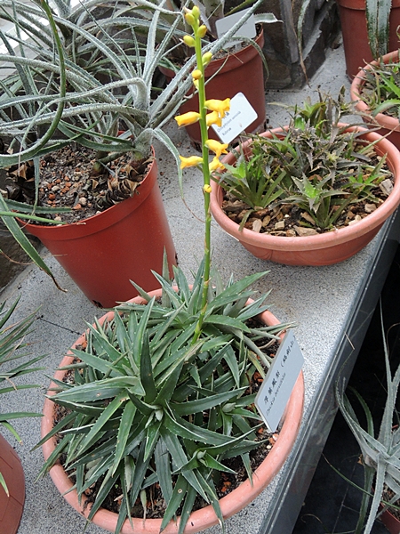 圖一：植物園迎春花非花－觀賞鳳梨特展展示的厚葉鳳梨