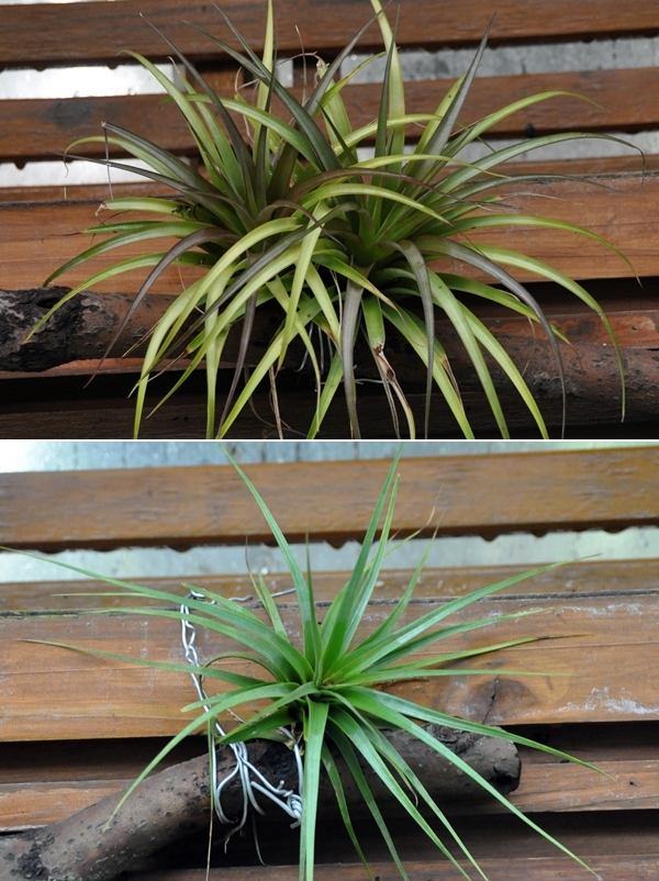 圖二：上圖為Tillandsia Kimosthenes的母本Tillandsia brachycaulos 下圖為父本Tillandsia concolor