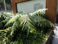 圖一：植物園特展室中栽種的東方狗脊蕨