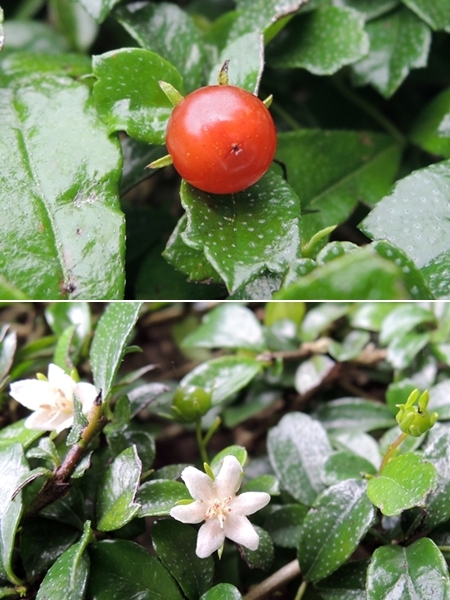 圖一：小葉厚殼樹的果實（上）與花（下）