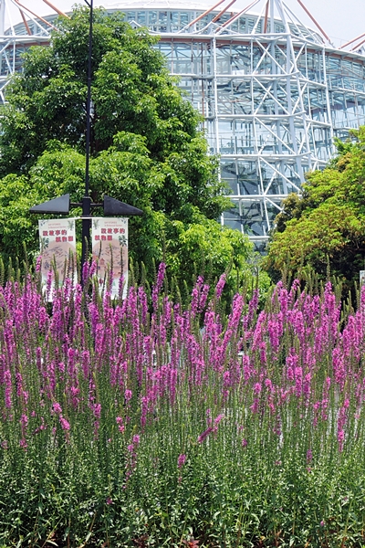 圖一：本館西屯路旁花壇栽植的千屈菜