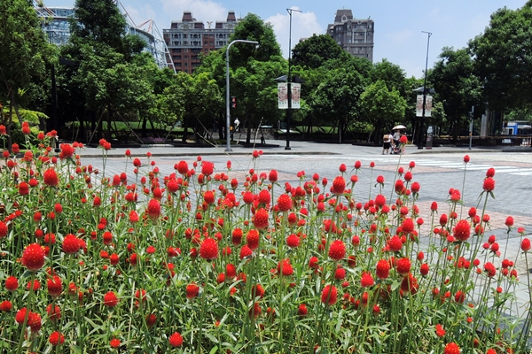 圖一：本館西屯路旁花壇栽植的橙花千日紅