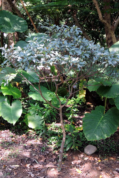 圖一:植物園北部低海拔區栽植的臺灣榕 圖一:植物園北部低海拔區栽植的臺灣榕