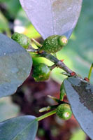 圖二：臺灣榕的榕果有白斑，外皮綠色，成熟時紫黑色，形似羊乳頭。