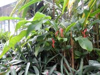 圖一：本館熱帶雨林溫室栽種的小赫蕉